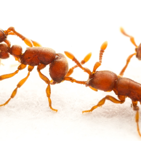 Alloparenting in ants